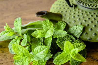 Close-up of snail on plant