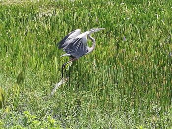 High angle view of gray heron perching on field