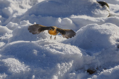 Close-up on a robin redbreast flying close to the snow. the picture is taken in sweden.