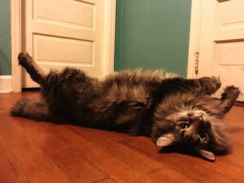 Close-up of cat relaxing at home