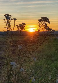 Scenic view of field against sky during sunset