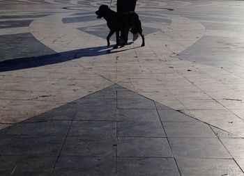 Low section of dog on zebra crossing