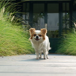 Portrait of dog on footpath