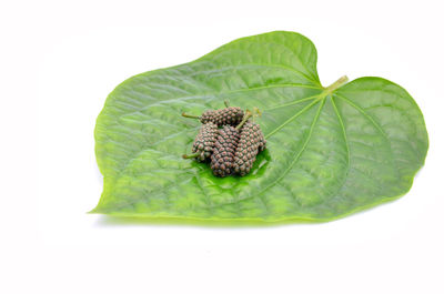 Close-up of green leaves on white background