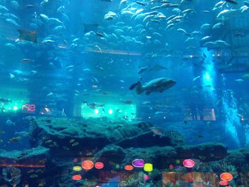 Fish swimming in aquarium