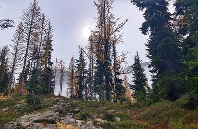 Trees in forest