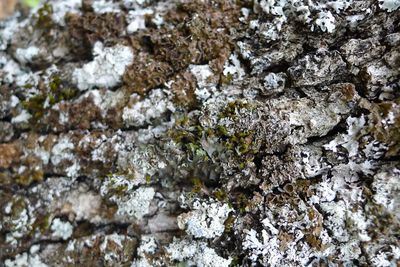 Close-up of rocks