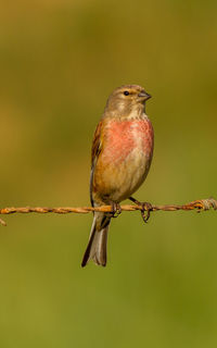 Close-up of bird perching on wire