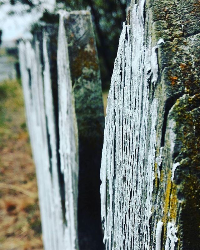 wood - material, close-up, textured, focus on foreground, tree trunk, wood, wooden, nature, day, selective focus, outdoors, pattern, rough, forest, tree, no people, detail, growth, tranquility, natural pattern