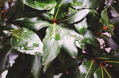 Close-up of leaves