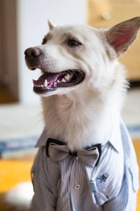 Close-up of dog in a shirt