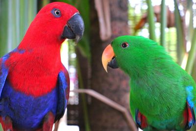 Close-up of eclectus parrots