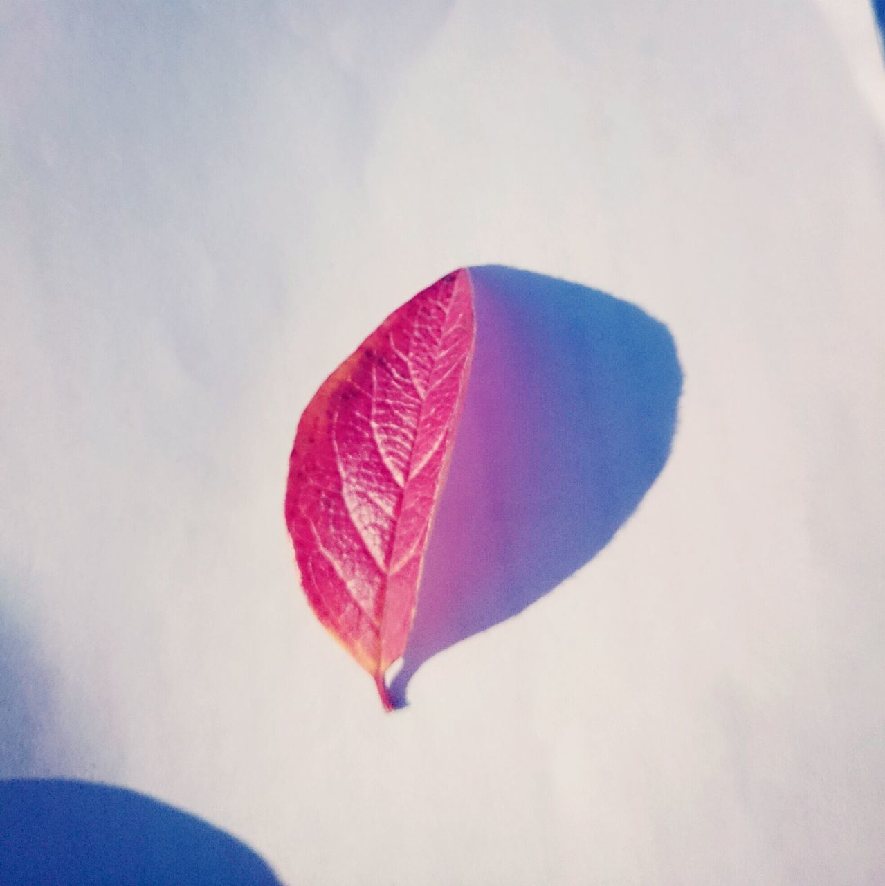 close-up, leaf, red, single object, leaf vein, white background, heart shape, studio shot, still life, no people, multi colored, pattern, love, shape, nature, day, wall - building feature, pink color, season, copy space