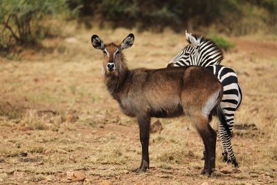 Portrait of zebras on field