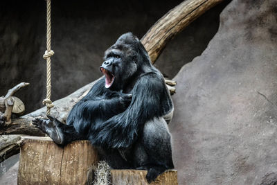 Monkey sitting in a zoo