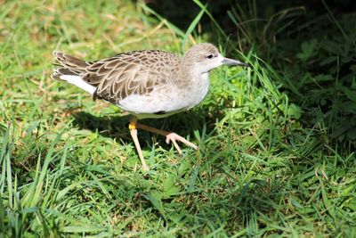 Close-up of a bird on field