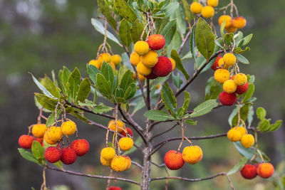 Fruits of the strawberry tree from mljet island, croatia