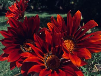 Close-up of red flower
