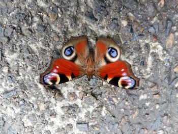 High angle view of insect