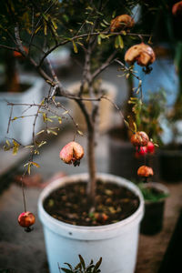 Close-up of fruit hanging on potted plant over table