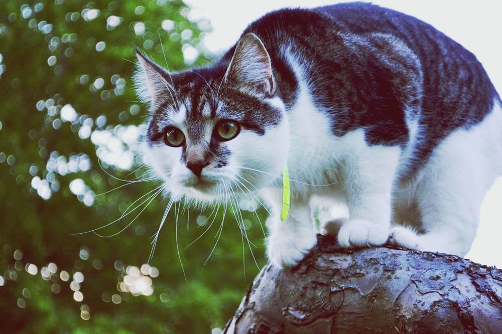 animal themes, one animal, domestic cat, close-up, feline, cat, wildlife, animals in the wild, mammal, animal head, pets, zoology, nature, whisker, focus on foreground, white color, domestic animals, looking away, animal eye, no people