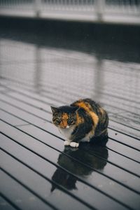Cat by water