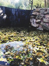 Autumn leaves floating on water