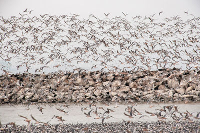 Flock of birds flying over beach against cloudy sky