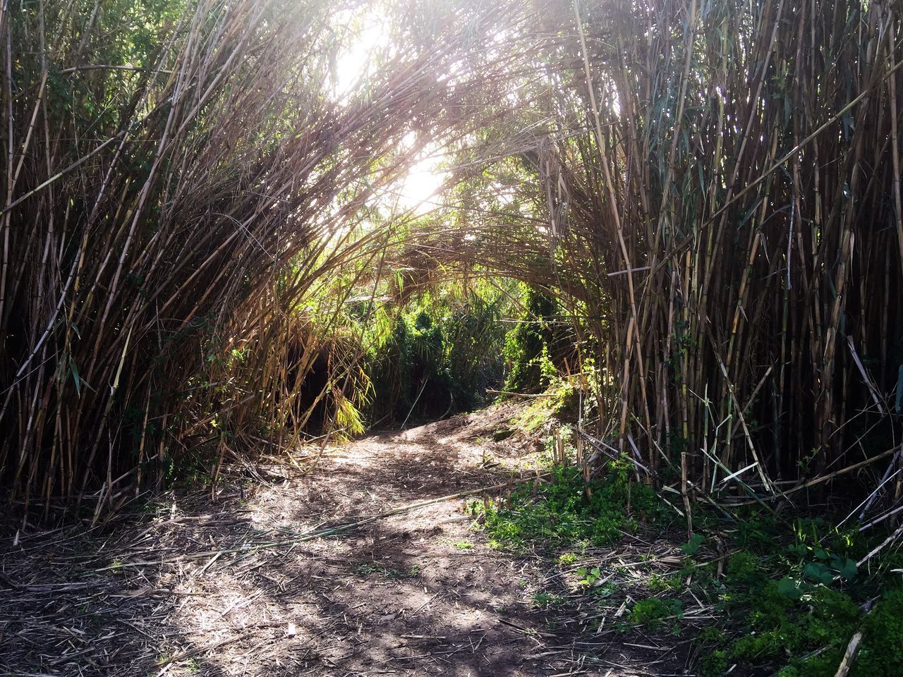 Secret Garden, Gwelup, Western Australia