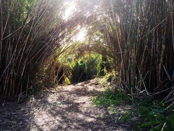 Footpath passing through forest