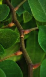 Full frame shot of green leaf