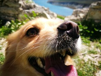 Close-up of dog outdoors