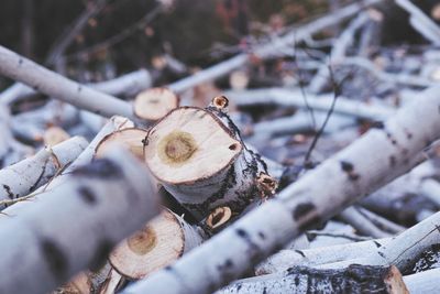 Close-up of log on snow covered tree in forest