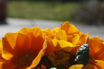 Close-up of yellow flowers blooming outdoors