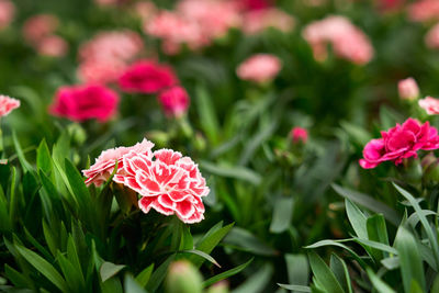 Close-up of pink flowering plants