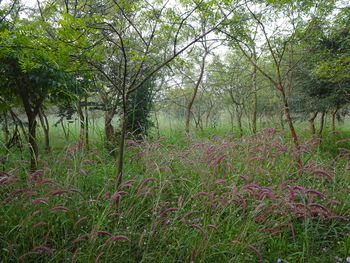Trees and plants on field in forest