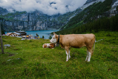 Cows in a field