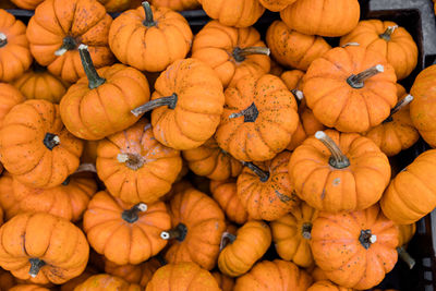 Closeup of multiple small orange pumpkins