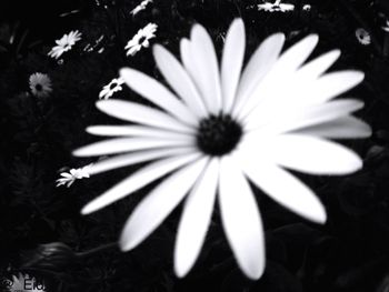 Close-up of daisy flowers