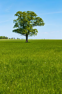 Oak tree on field against sky