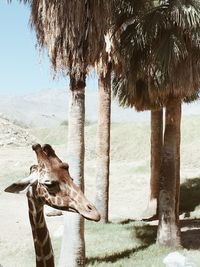 View of an animal on palm tree