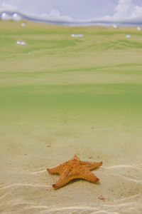 Underwater starfish under over photo 