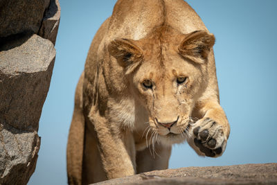 Low angle view of lioness against sky