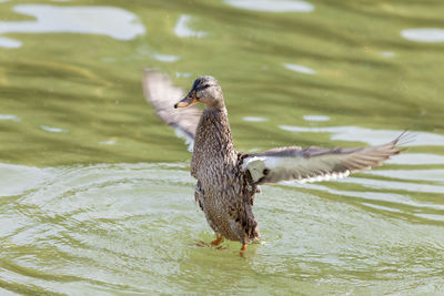 Bird flying over lake