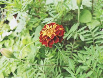 Close-up of red flowering plant