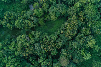 Full frame shot of trees growing in forest