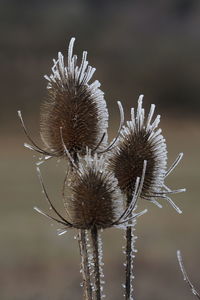 Close-up of dried thistle