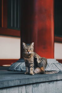 Portrait of a cat sitting on window