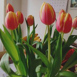 Close-up of red tulips