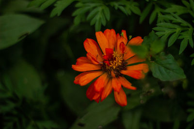 Close-up of orange rose flower